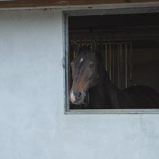 Tysk Sportspony Caruso - min pony! B -pony