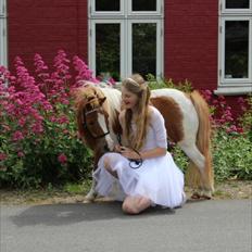 Dansk Miniature Fjordens Kikki 