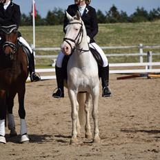 Connemara Mosevangs Cocu