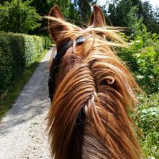 Frederiksborg Fedgårdens don juan