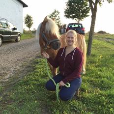 Shetlænder Dotzauers Frederik