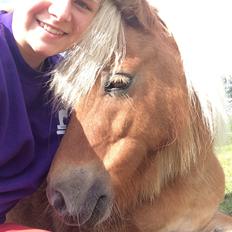 Shetlænder Dotzauers Frederik