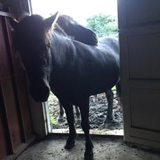 Islænder Sigga fra Hvidbjerggård