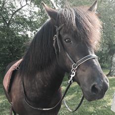 Islænder Sigga fra Hvidbjerggård