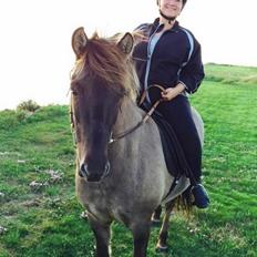 Islænder Kaisar fra Ragnhild