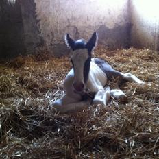 Tinker Lillevang's Prinsesse