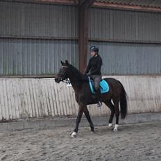 Tysk Oldenburger Senjor Cisco