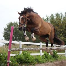 Anden særlig race Jamie (fedtmule)