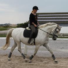 Trakehner Bint Al Hawa