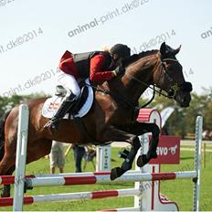 Fuldblod (XX) Windrose´s aisha