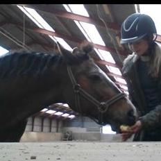 New Forest Equile's Maurita