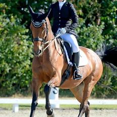 Dansk Varmblod Capri M (B-hest)