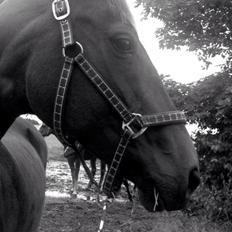 Tysk Oldenburger Terra X