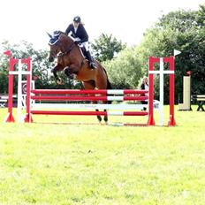 Dansk Varmblod Just Ask