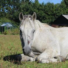 DSP Stidsbjergs Kaleb OX