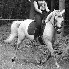 DSP Stidsbjergs Kaleb OX