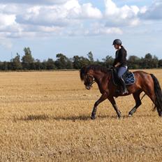 New Forest Holmens Rebus (Solgt) :(