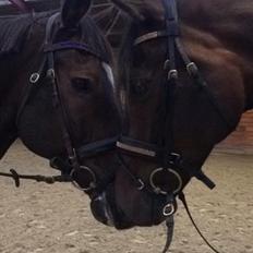 Trakehner Kattavango