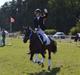 New Forest Iris B-PONY