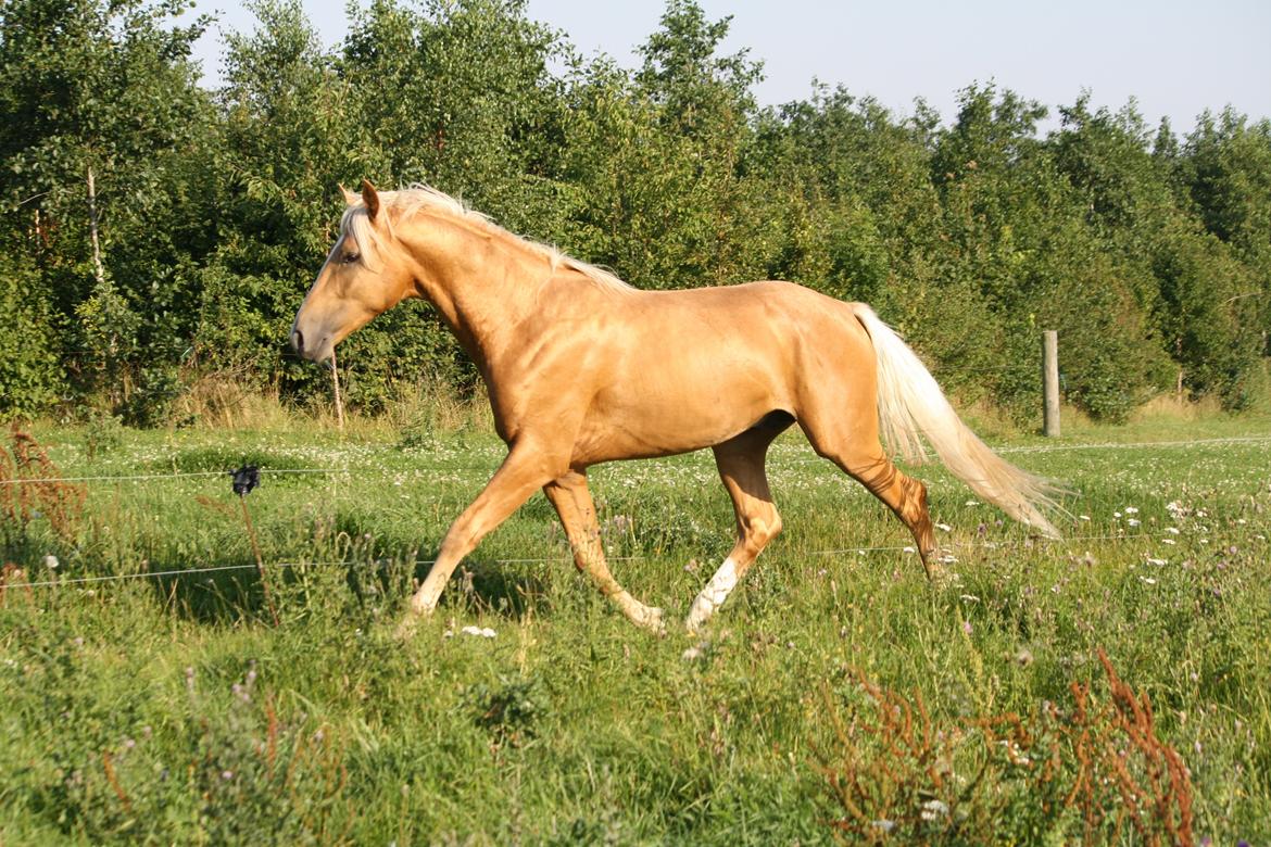 Palomino Hedegaards Colmar Blue billede 10