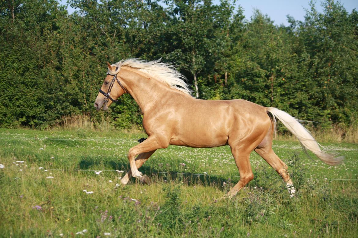 Palomino Hedegaards Colmar Blue billede 9