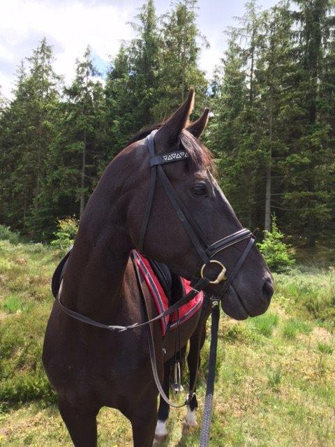 Anden særlig race Domino billede 2