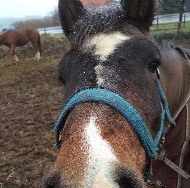 New Forest Milton billede 1