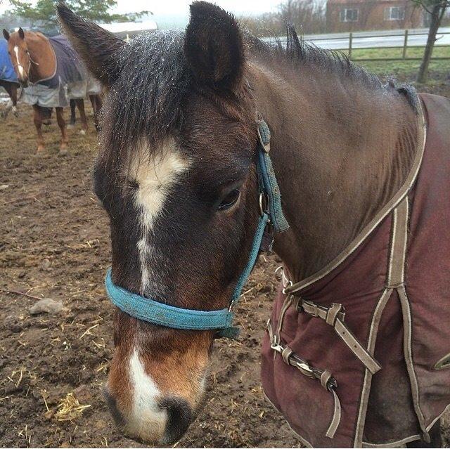 New Forest Milton billede 41