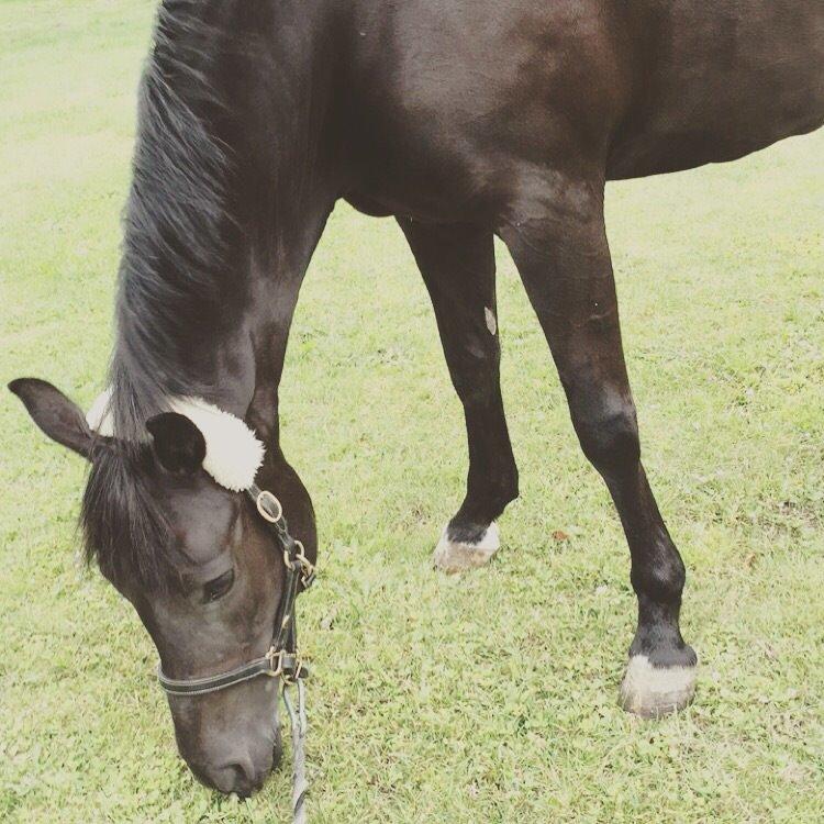 New Forest Strandgårdens Beauty  B-PONY!! billede 15