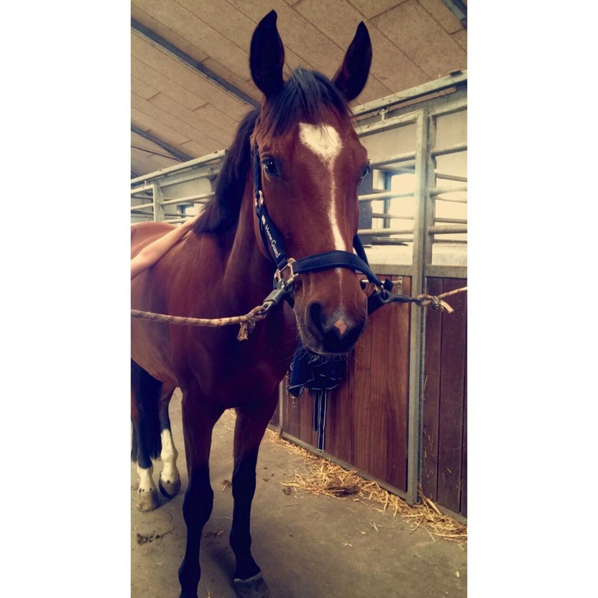 Fuldblod (XX) Skovkær's Pagazzo - Skovkær's Pagazzo👑 billede 3