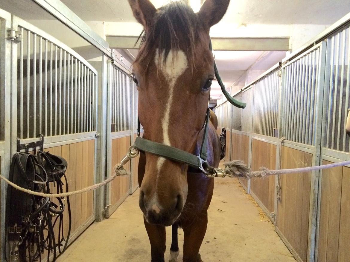 Fuldblod (XX) Skovkær's Pagazzo - Flere billeder fra første gang vi så hinanden😚 billede 6