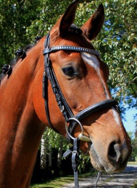 Fuldblod (XX) Skovkær's Pagazzo - nurghh...💖 billede 10