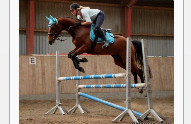 Fuldblod (XX) Skovkær's Pagazzo - Min lille springhest😱◾️ billede 12