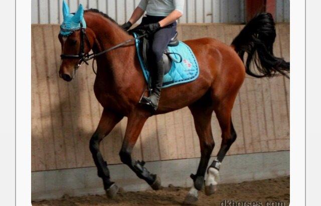 Fuldblod (XX) Skovkær's Pagazzo - Hans galop er hoppende😆 billede 11