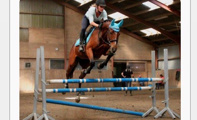 Fuldblod (XX) Skovkær's Pagazzo - sådan en sej hest💪🏼 billede 13