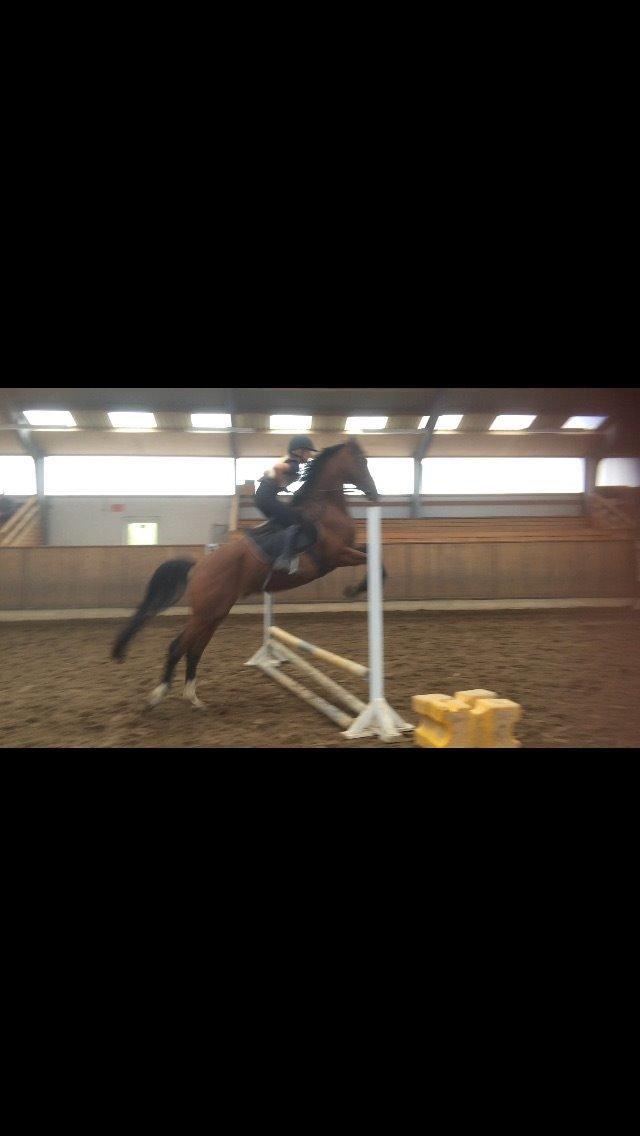 Fuldblod (XX) Skovkær's Pagazzo - Da vi sprang sammen for første gang😊 billede 14