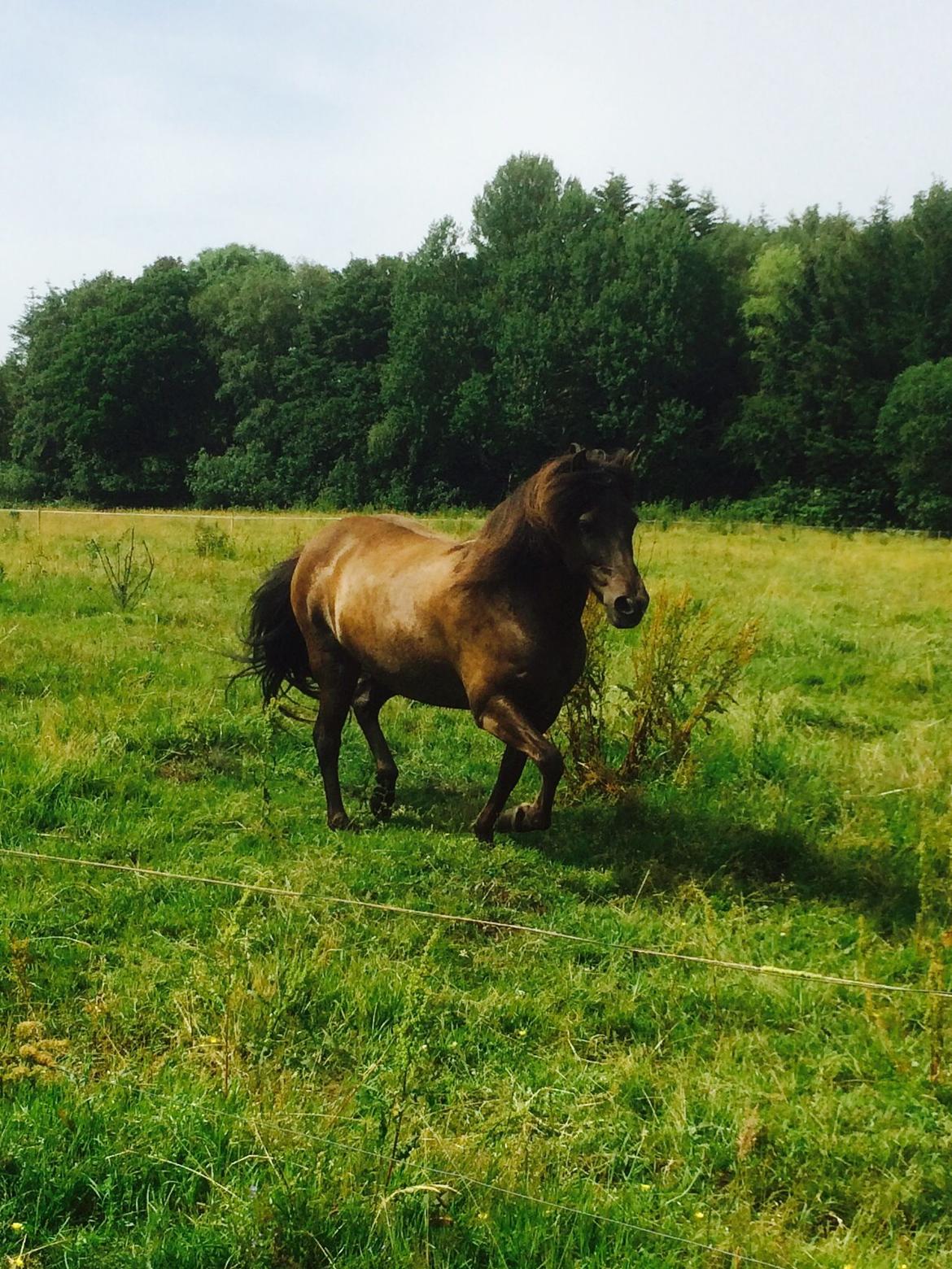 Islænder Sæta fra Intrup billede 12