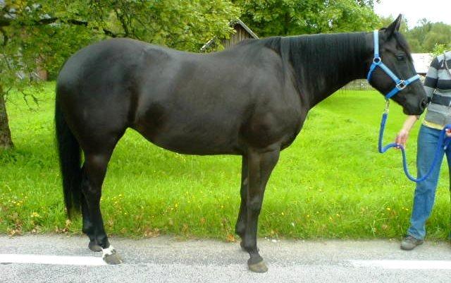 Quarter Colleens black magic billede 1