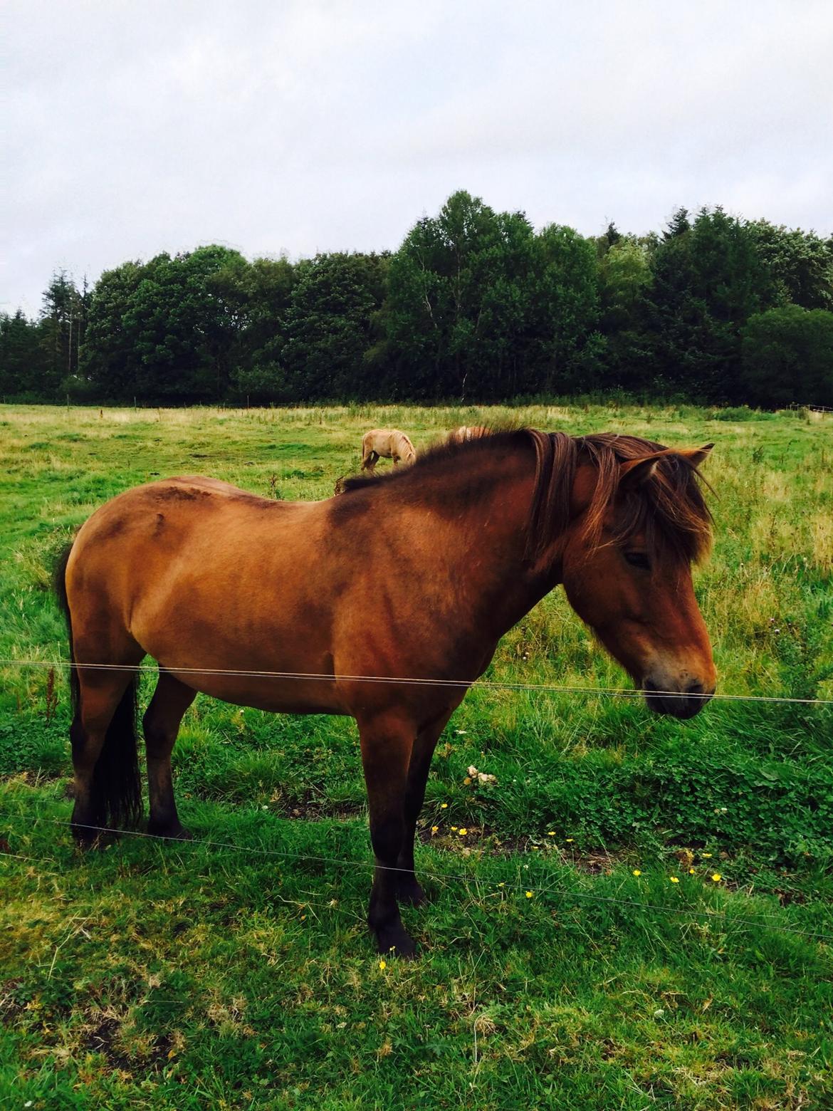 Islænder Andi Fra Laven Mark billede 15