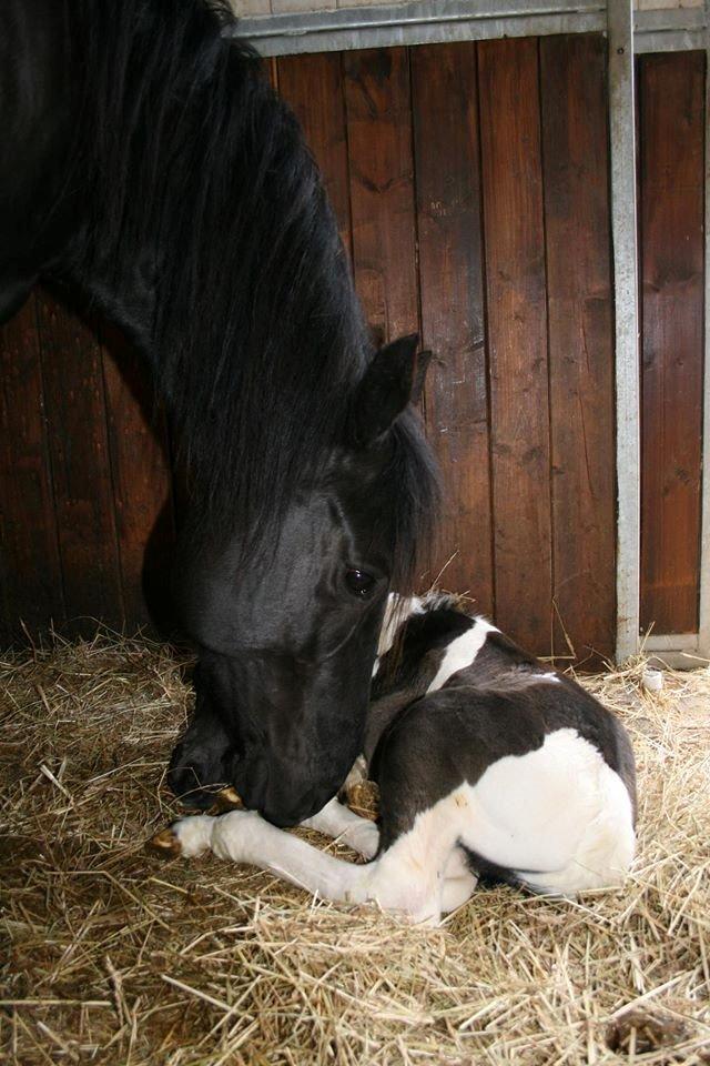 Quarter Colleens black magic billede 2