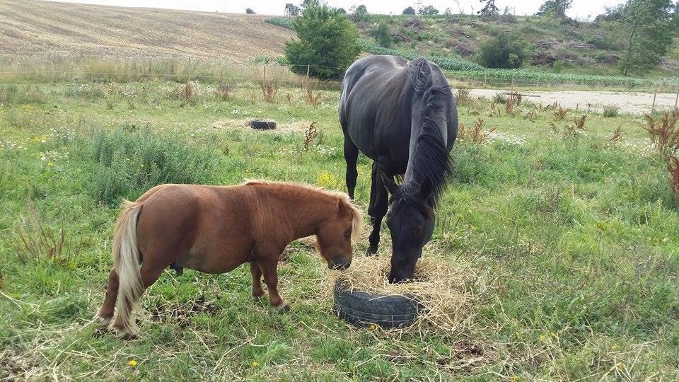 Shetlænder Brafs nanok billede 3