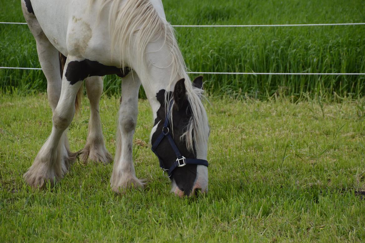 Irish Cob St. H. Filius of Willie Willie billede 1