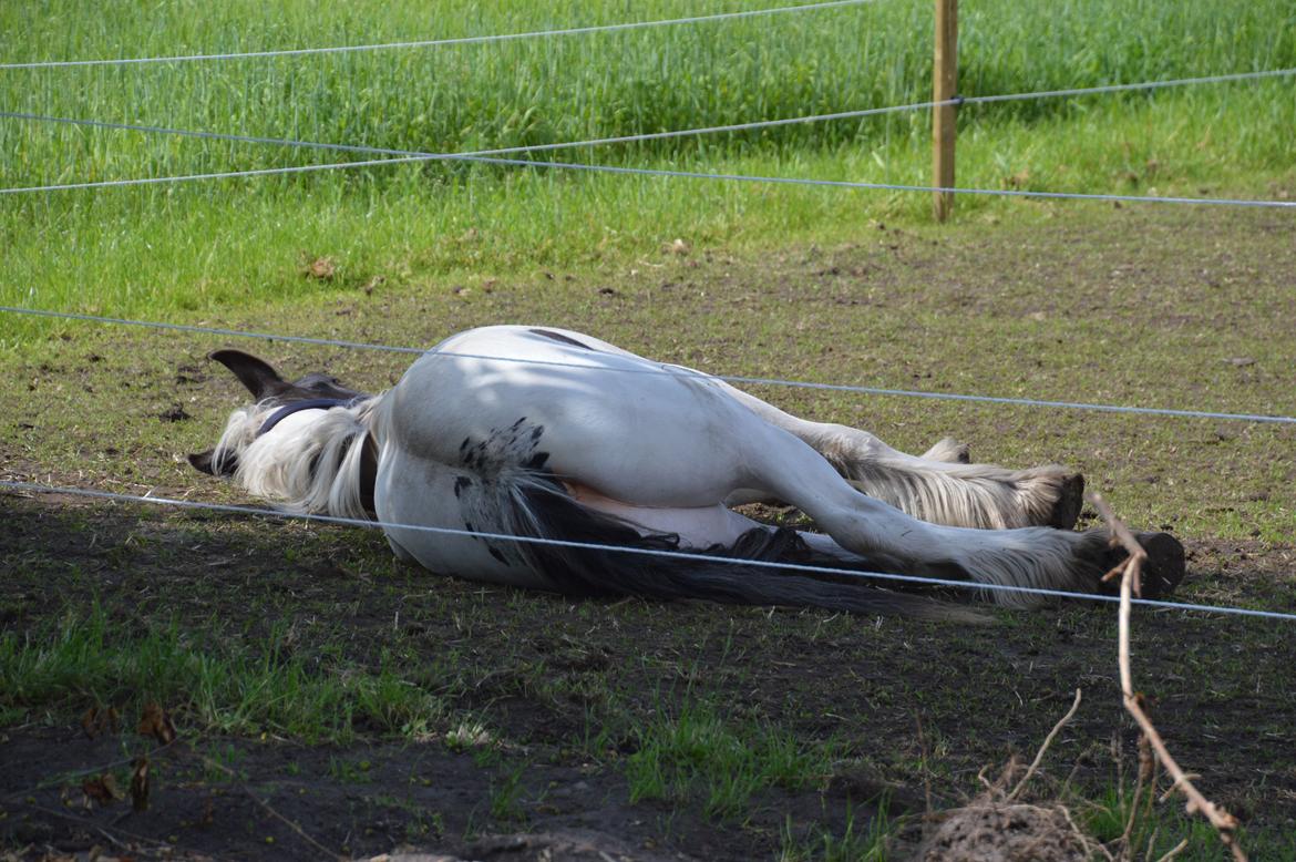 Irish Cob St. H. Filius of Willie Willie billede 4