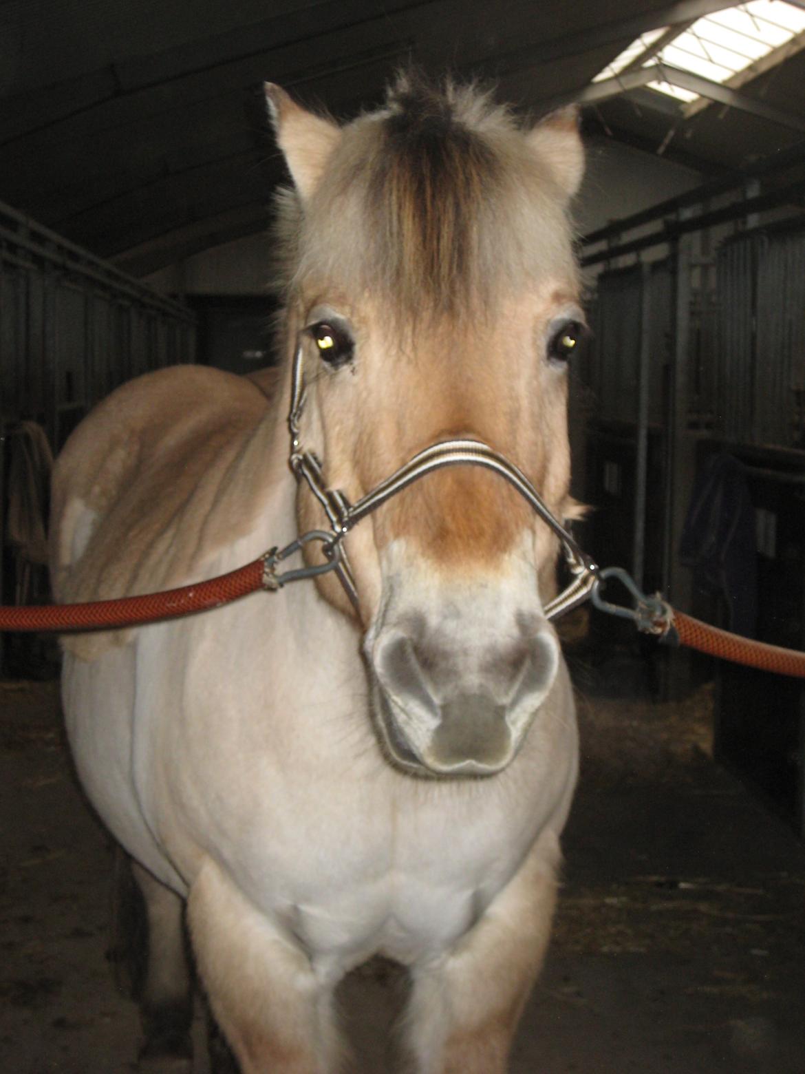 Fjordhest Buster billede 12