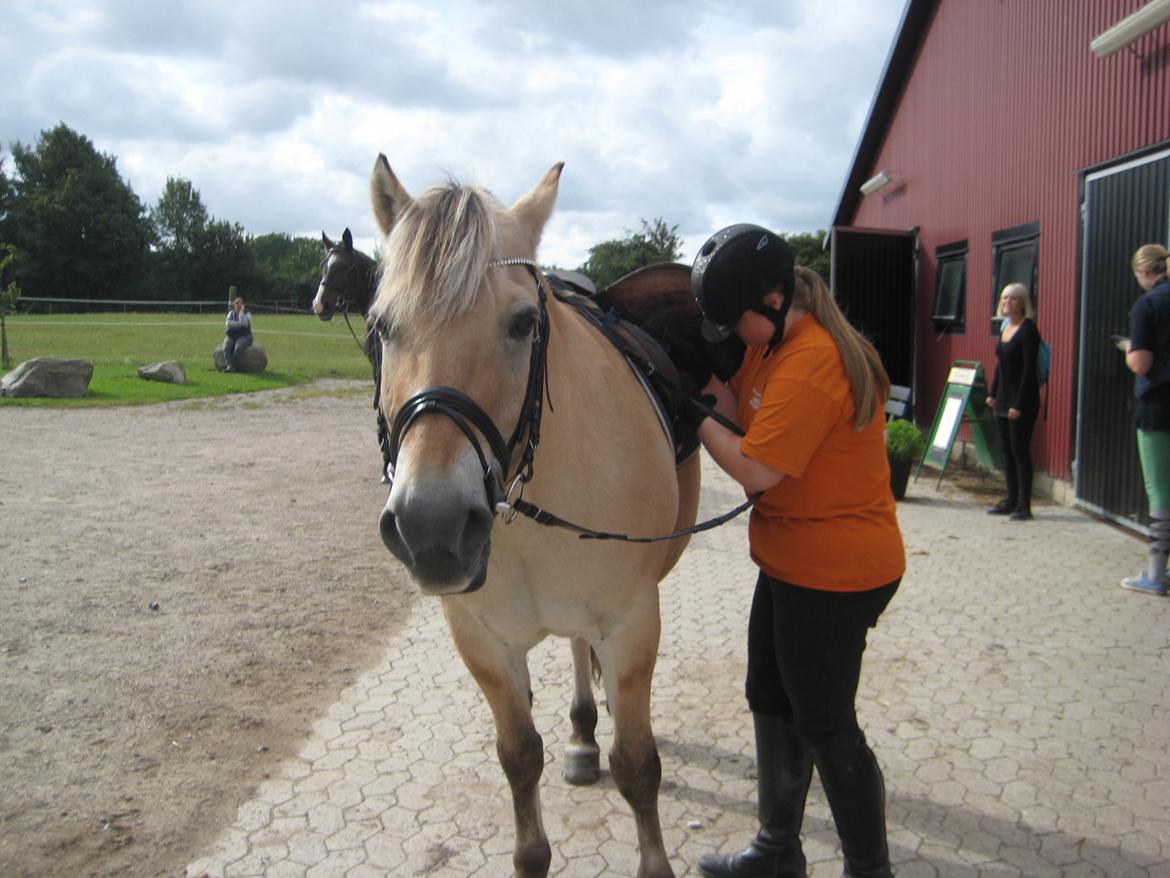 Fjordhest Buster billede 13