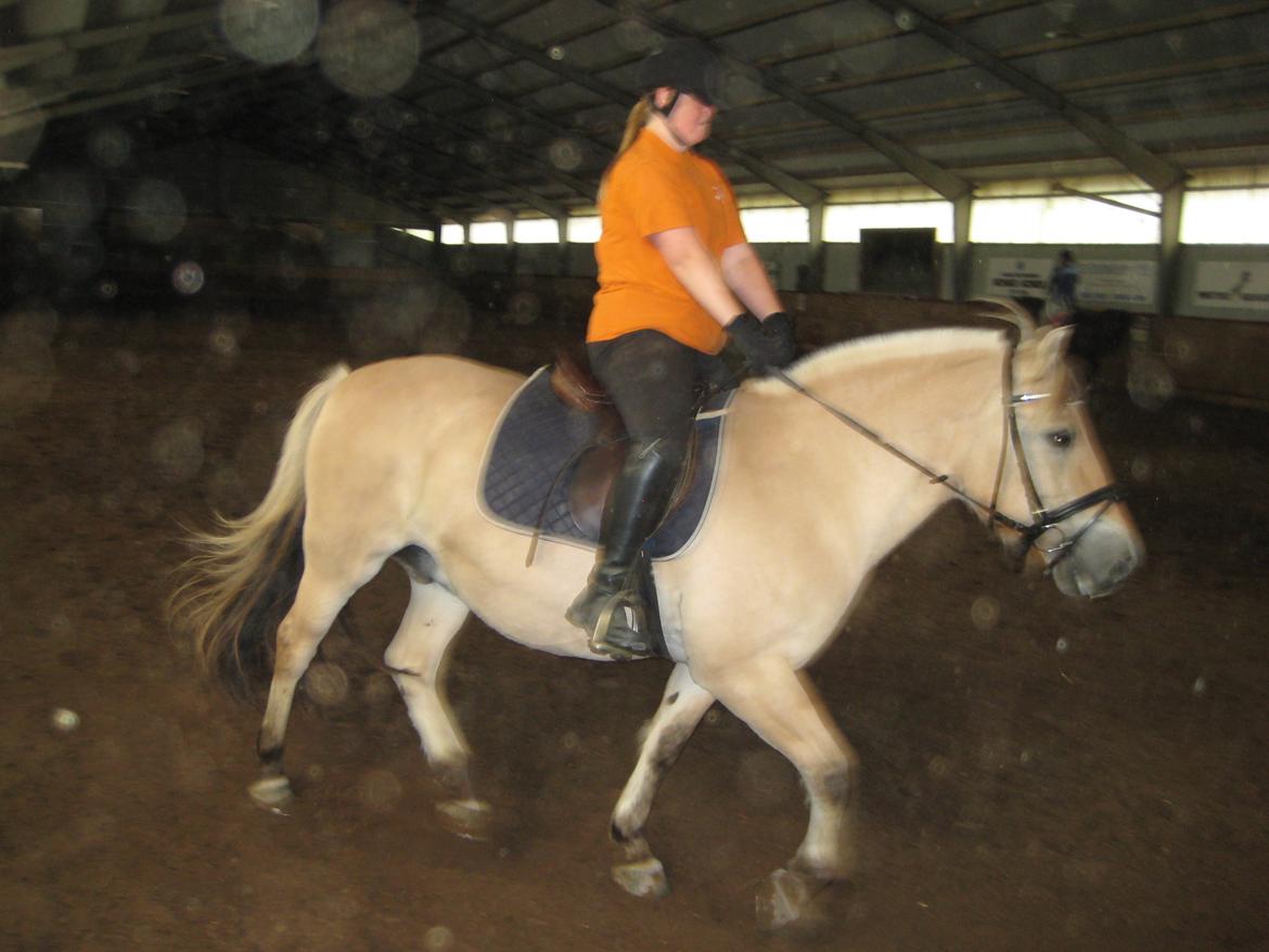 Fjordhest Buster billede 8