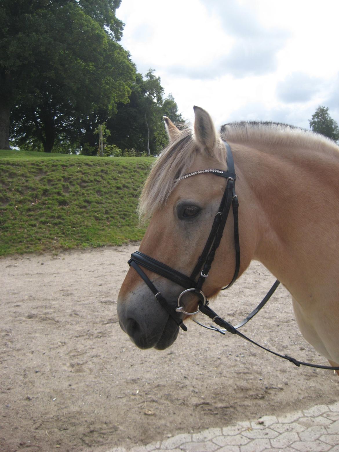 Fjordhest Buster billede 4