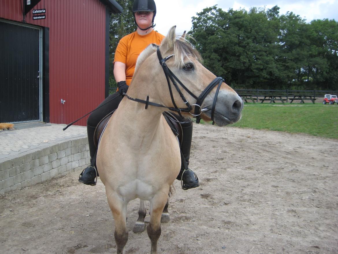 Fjordhest Buster billede 1