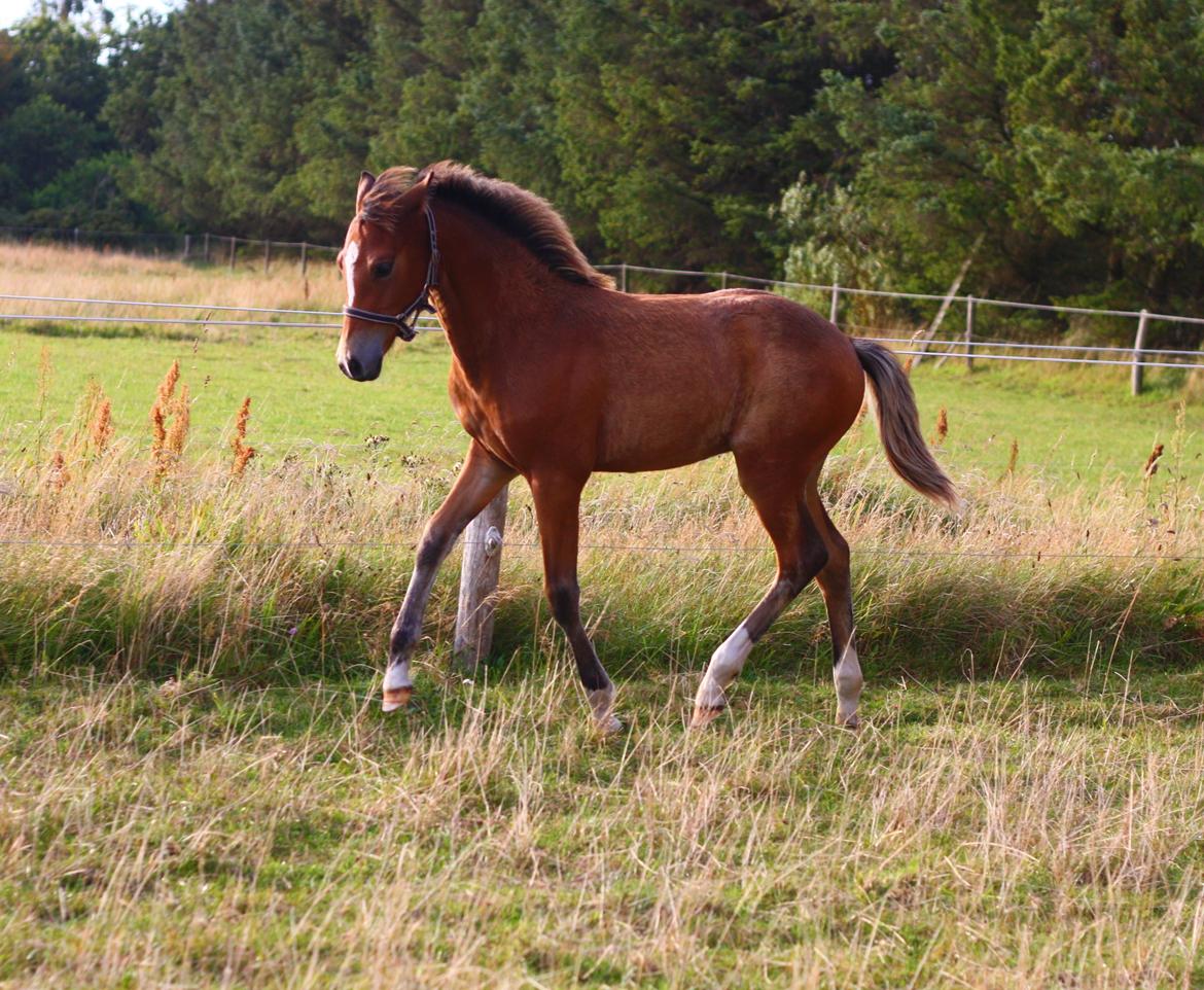 New Forest Calandias velocity billede 7