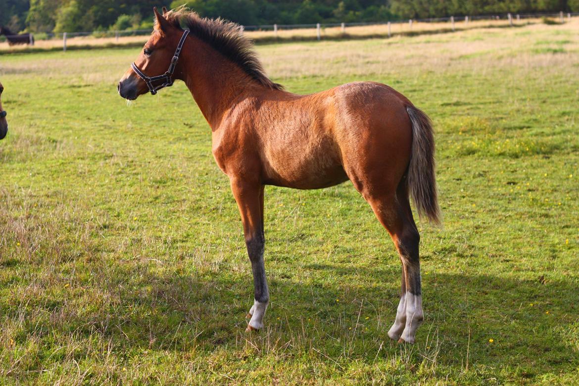 New Forest Calandias velocity billede 34